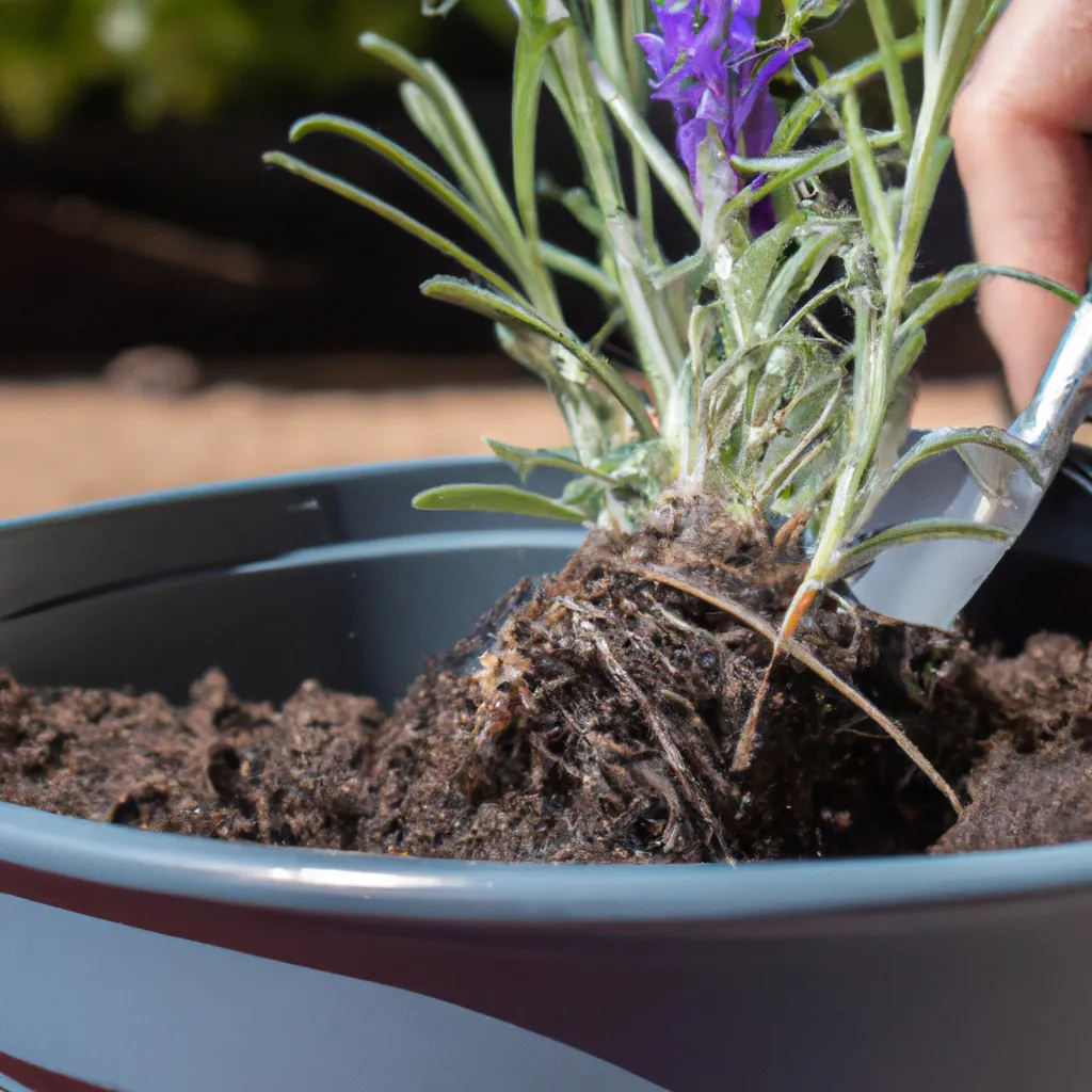 Kiedy najlepiej sadzić lawendę z sadzonek?