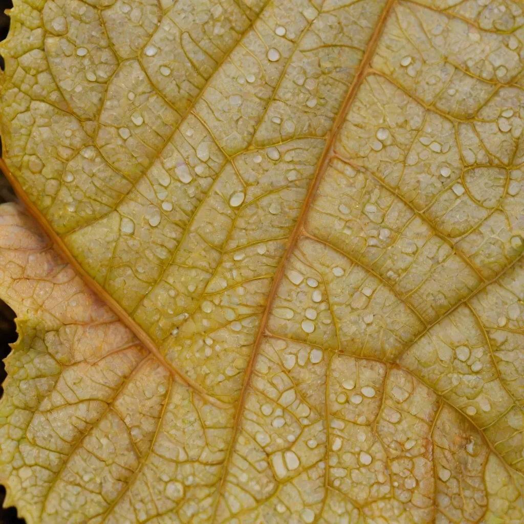 Dlaczego skrzydłokwiat ma żółte liście i jak temu zaradzić?